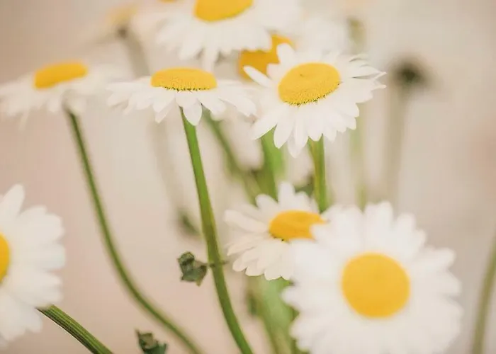 Cozy With Parking! Apartamento *